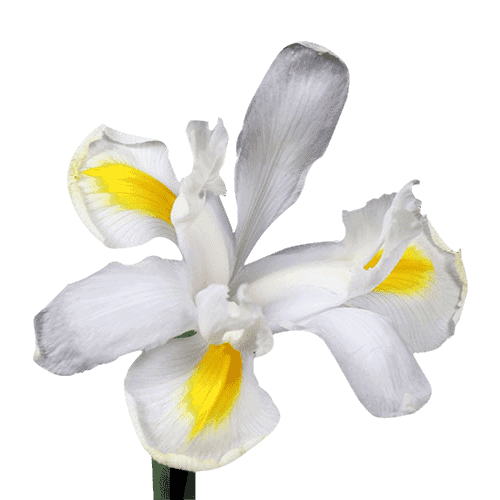 Iris White
