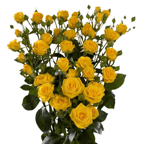 Spray Roses Shine Yellow