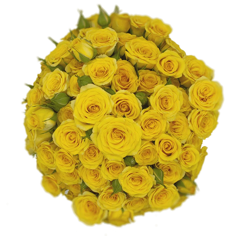 Yellow-Yellow Babe Bqt