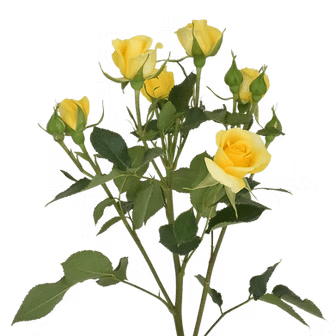 Yellow-Yellow Babe side