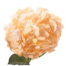 Hydrangea Tinted ASP17 Light Orange