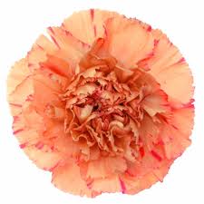 Carnations Lion King Orange