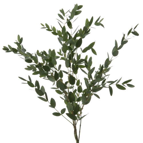 Greens Eucalyptus Parvifolia