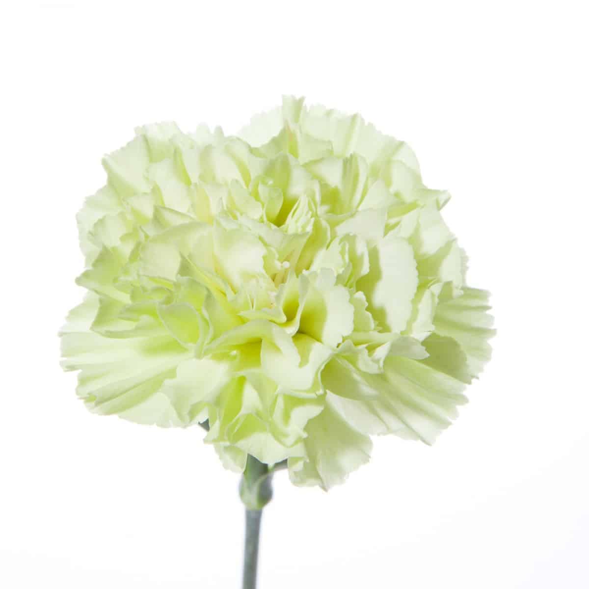 Carnations Apsu Light Green