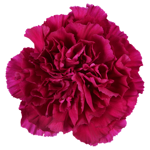 Carnations Golem Purple