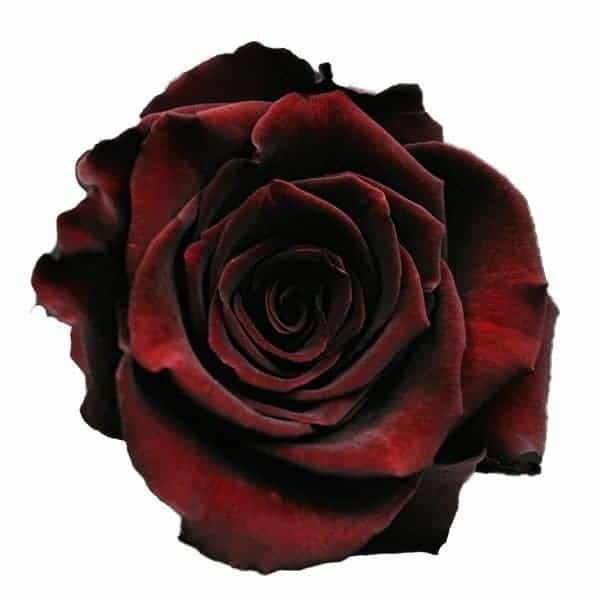 rose-black-baccara2