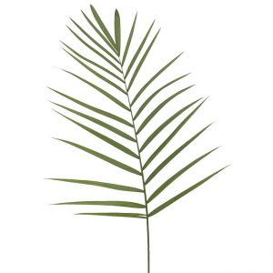 Greens Palm Teepee