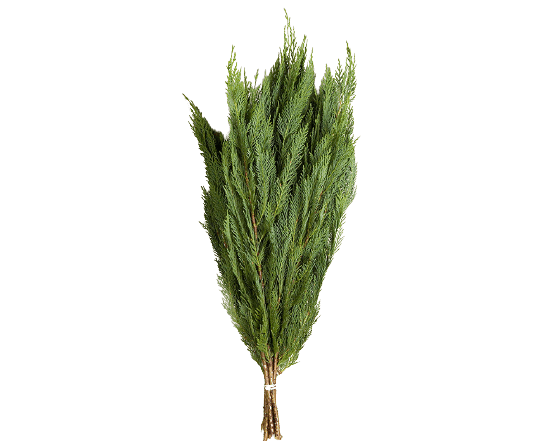 Holiday Greens Leyland Cypress