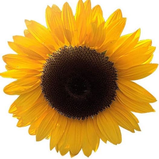 Sunflower -Yellow Medium