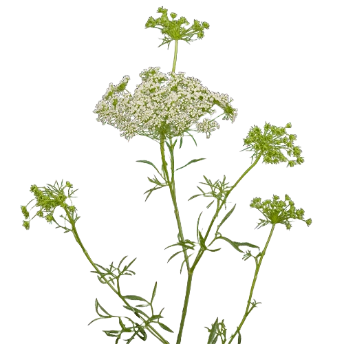 Queen Anne's Lace