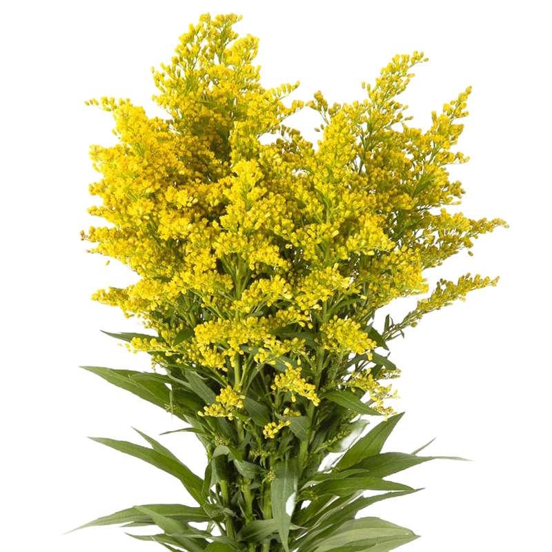 solidago Natural yellow bunch