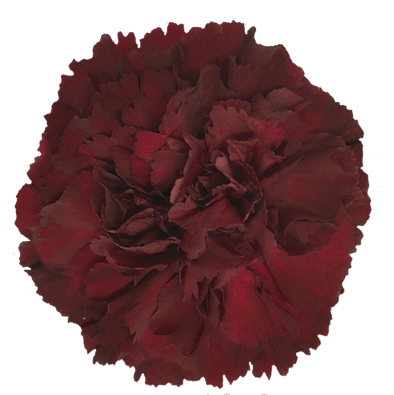 Burgundy Carnation