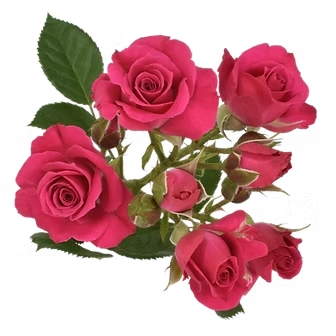 Flowers Direct 28