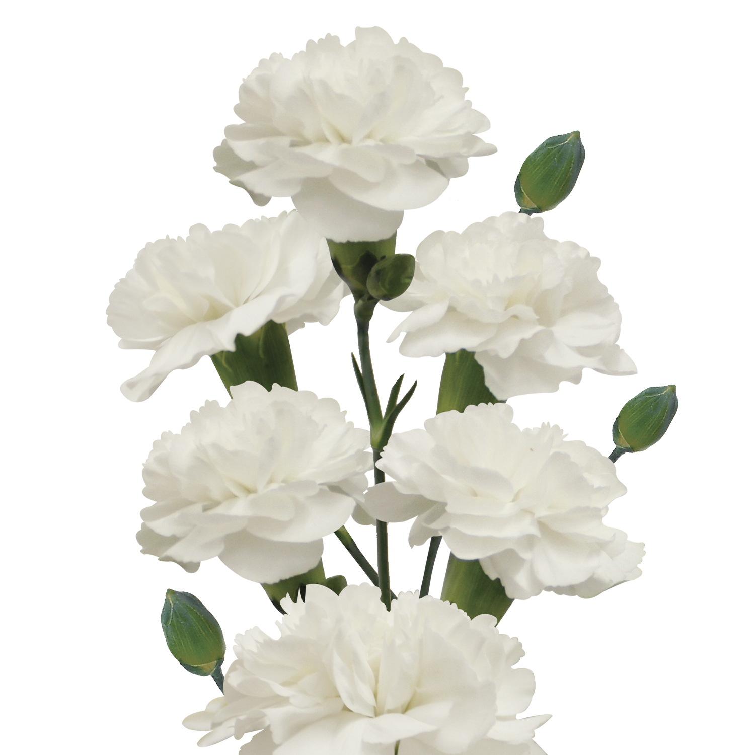 Flowers Direct 28