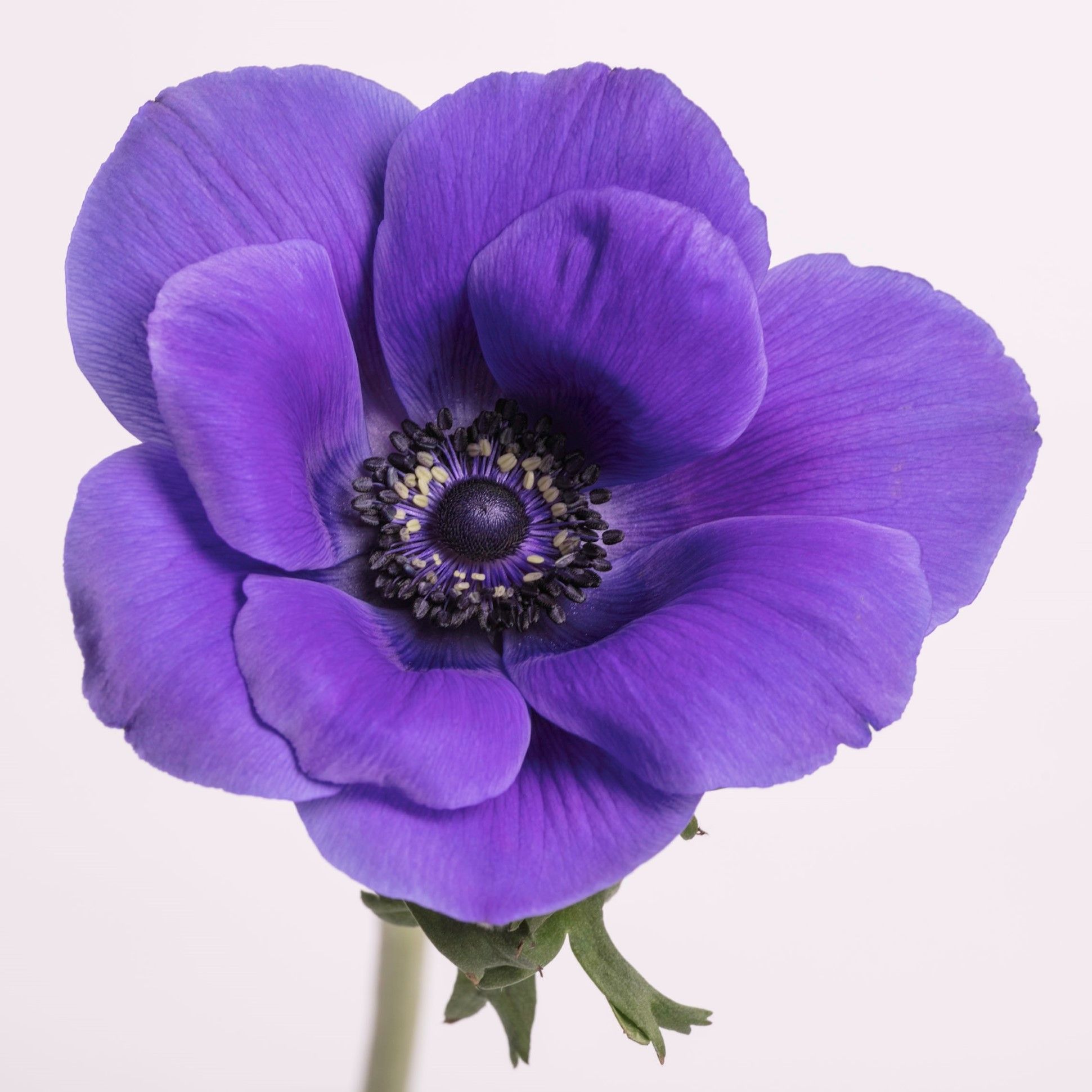Anemone blue