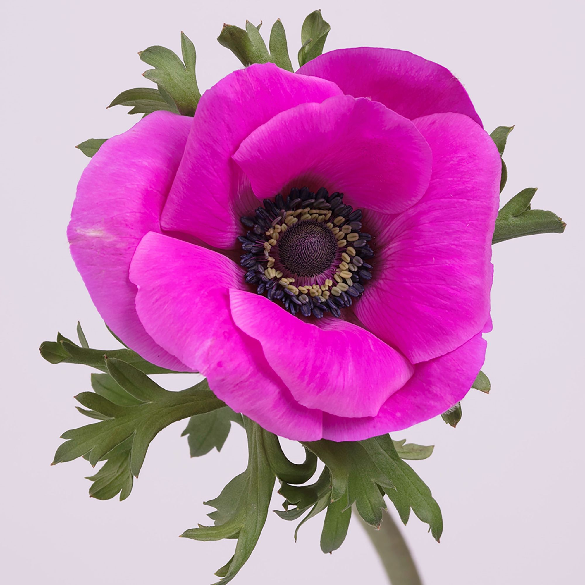 Flowers Direct 27