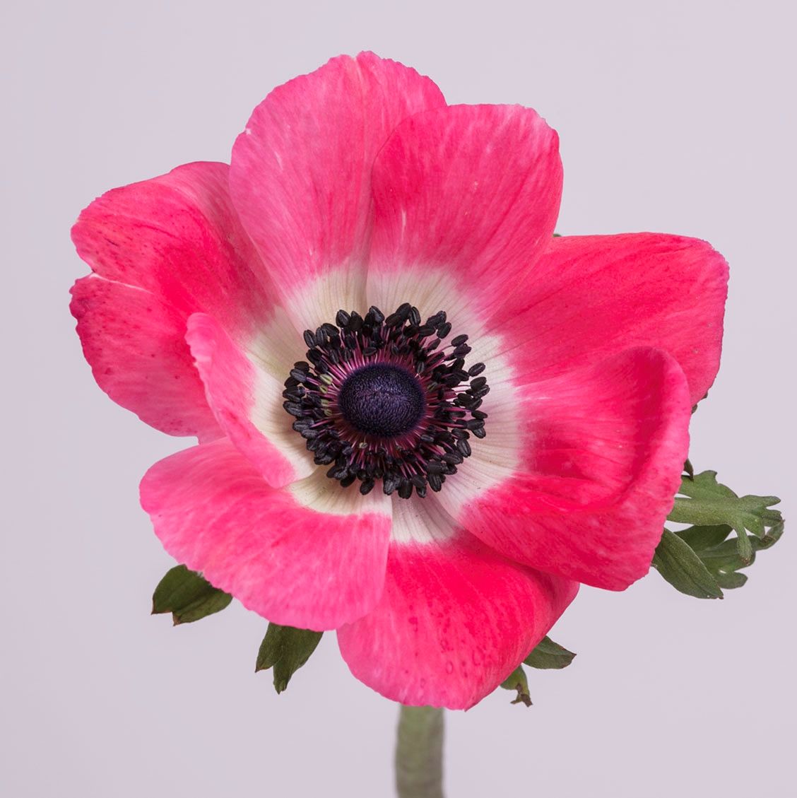 anemone pink