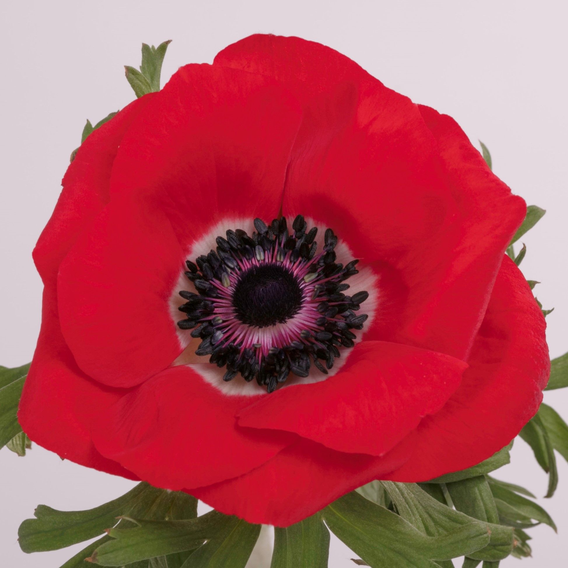 anemone red